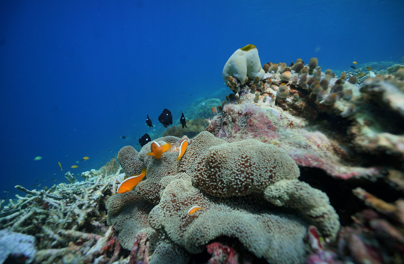 A Glimpse of Clownfish in Raja Ampat Waters