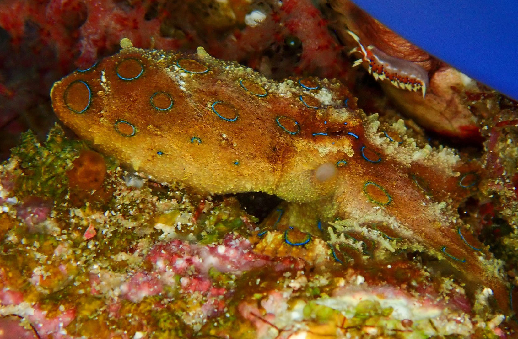 Blue-Ringed Octopus Raja Ampat