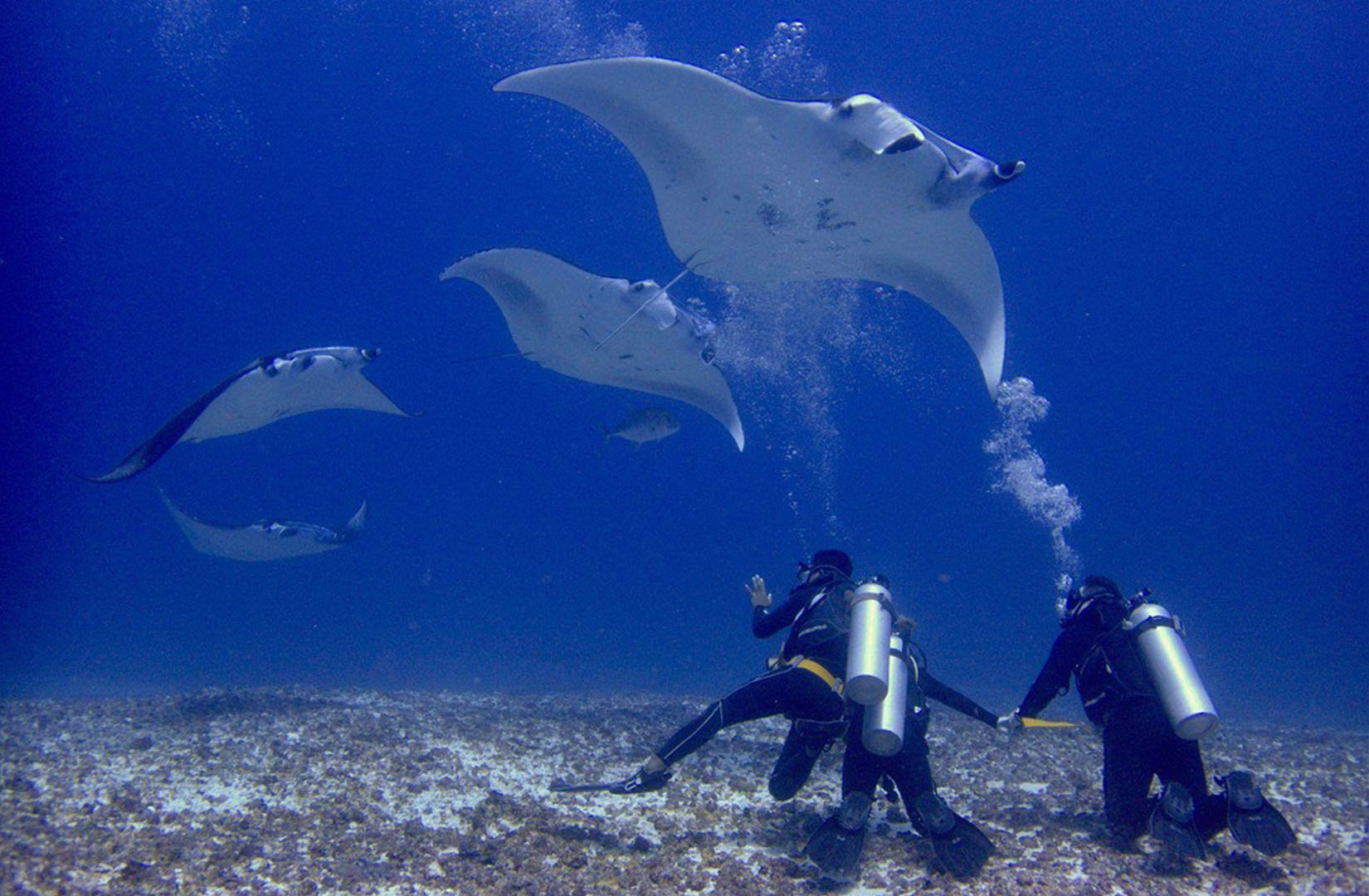 Manta Point Dive Site