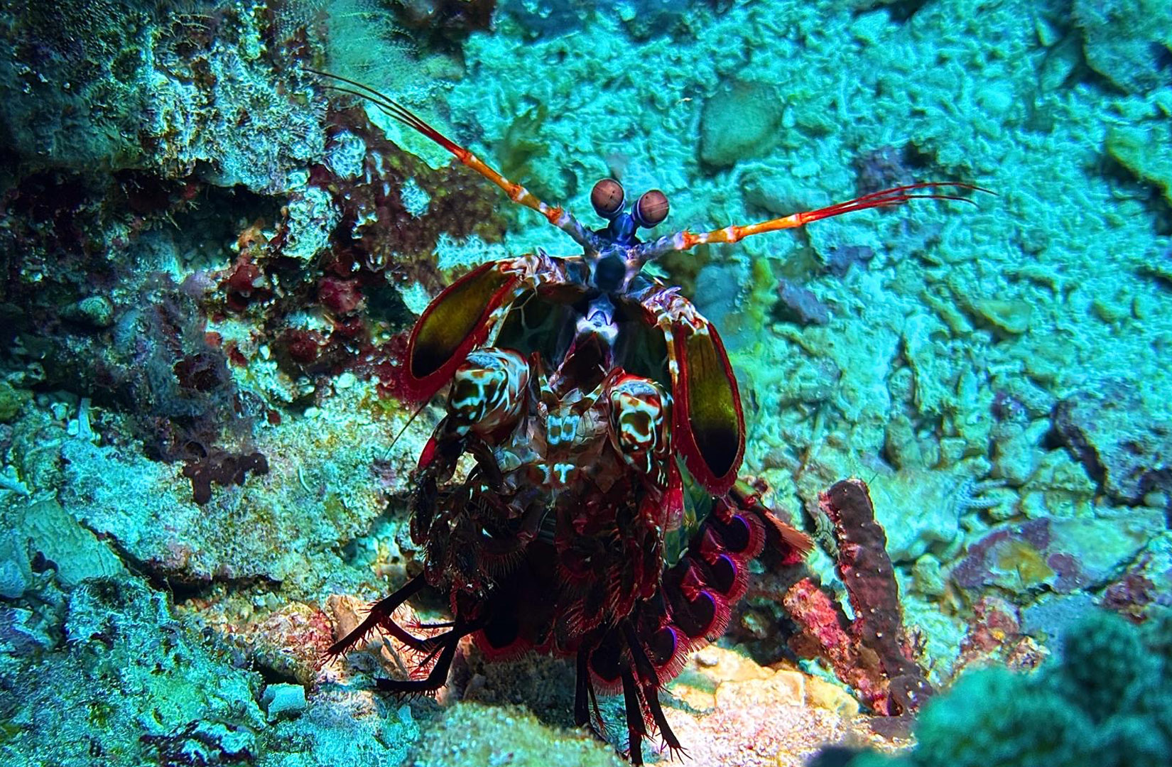 Odontodactylus Scyllarus